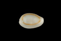 藏品(金環寶螺)的圖片